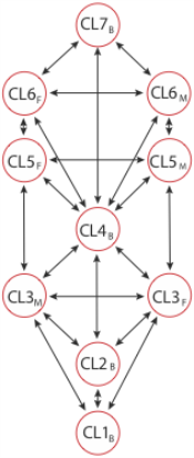 Blank THEE structural hierarchy pattern.